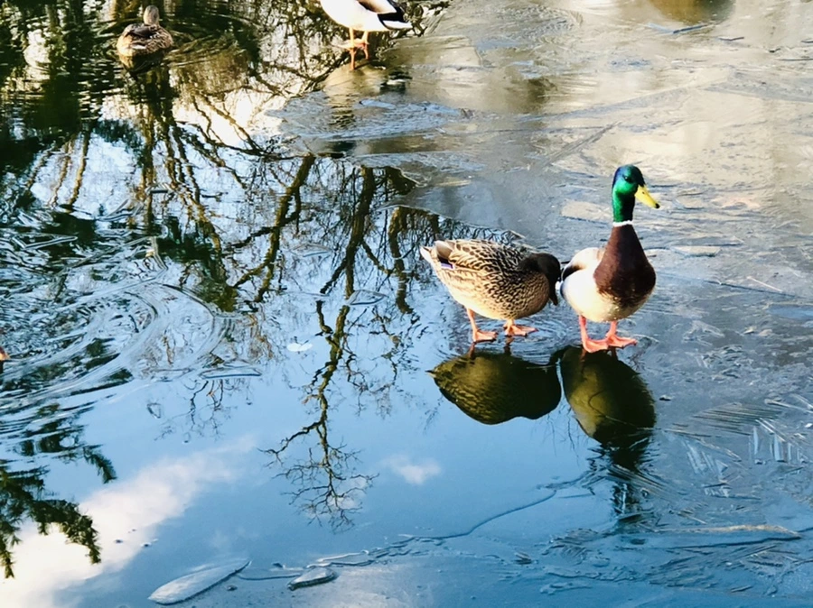 IMG_4937.jpg?type=w966