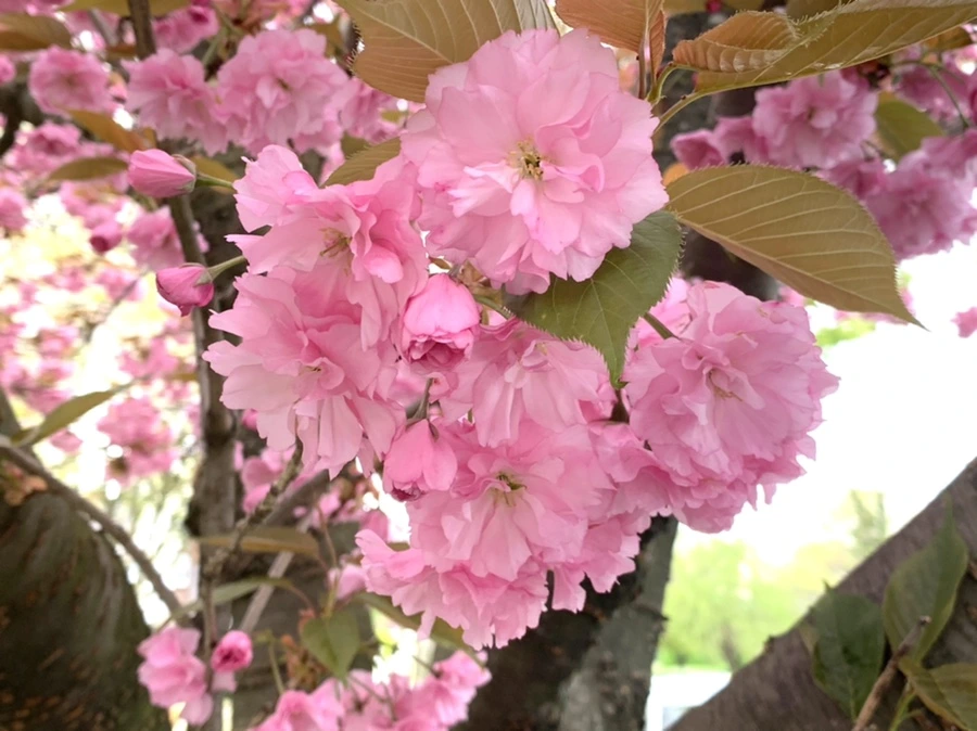 IMG_5470.jpg?type=w966