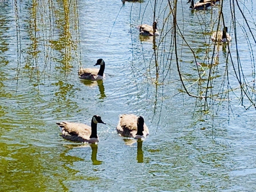 IMG_3118.jpg?type=w966