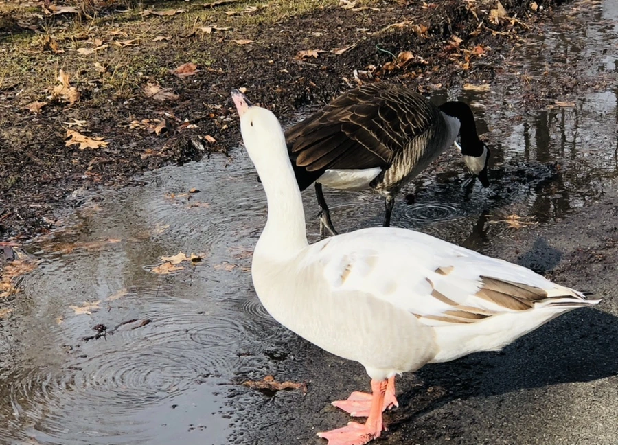 IMG_3583.jpg?type=w966