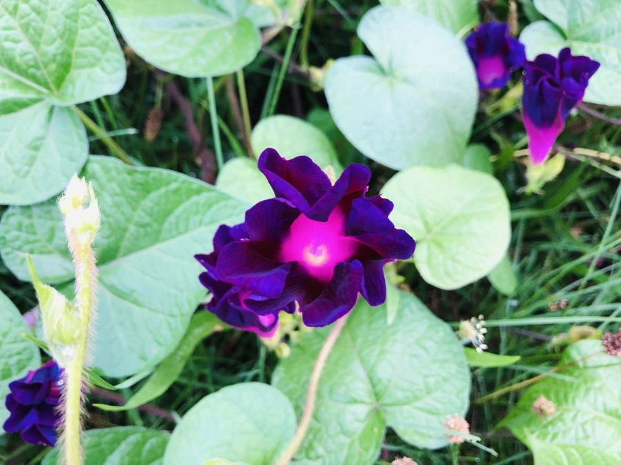 IMG_4326.jpg?type=w966