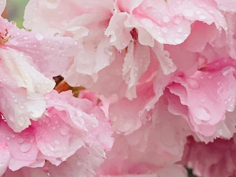 IMG_5278.jpg?type=w966