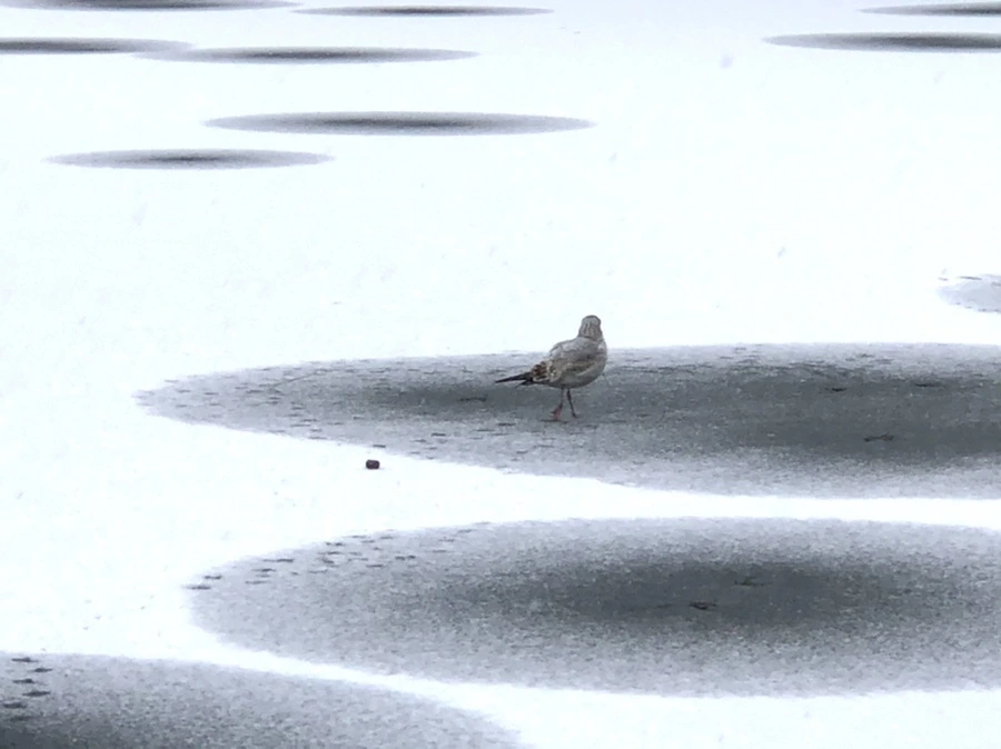 IMG_5988.jpg?type=w966