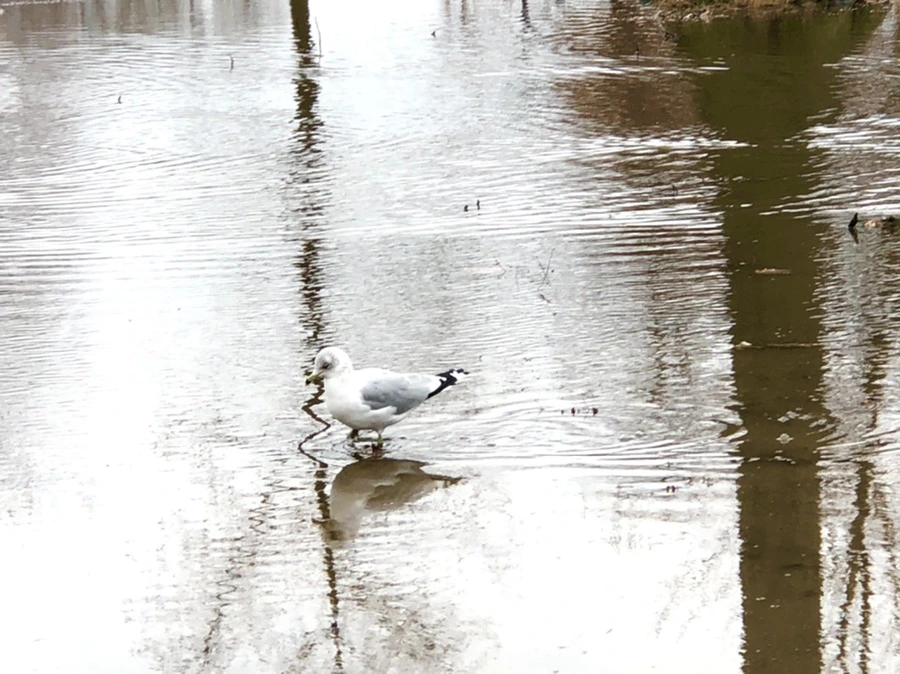 IMG_9402.jpg?type=w966