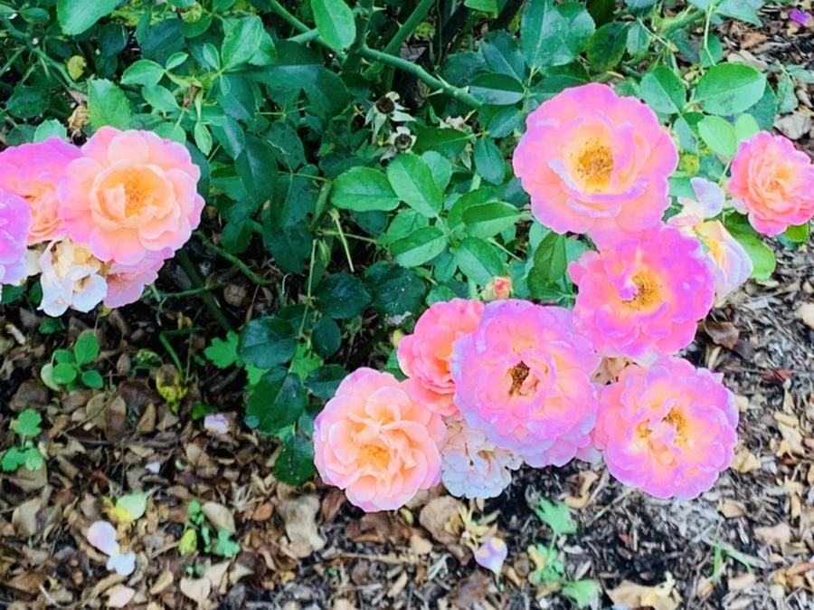 IMG_6911.jpg?type=w966