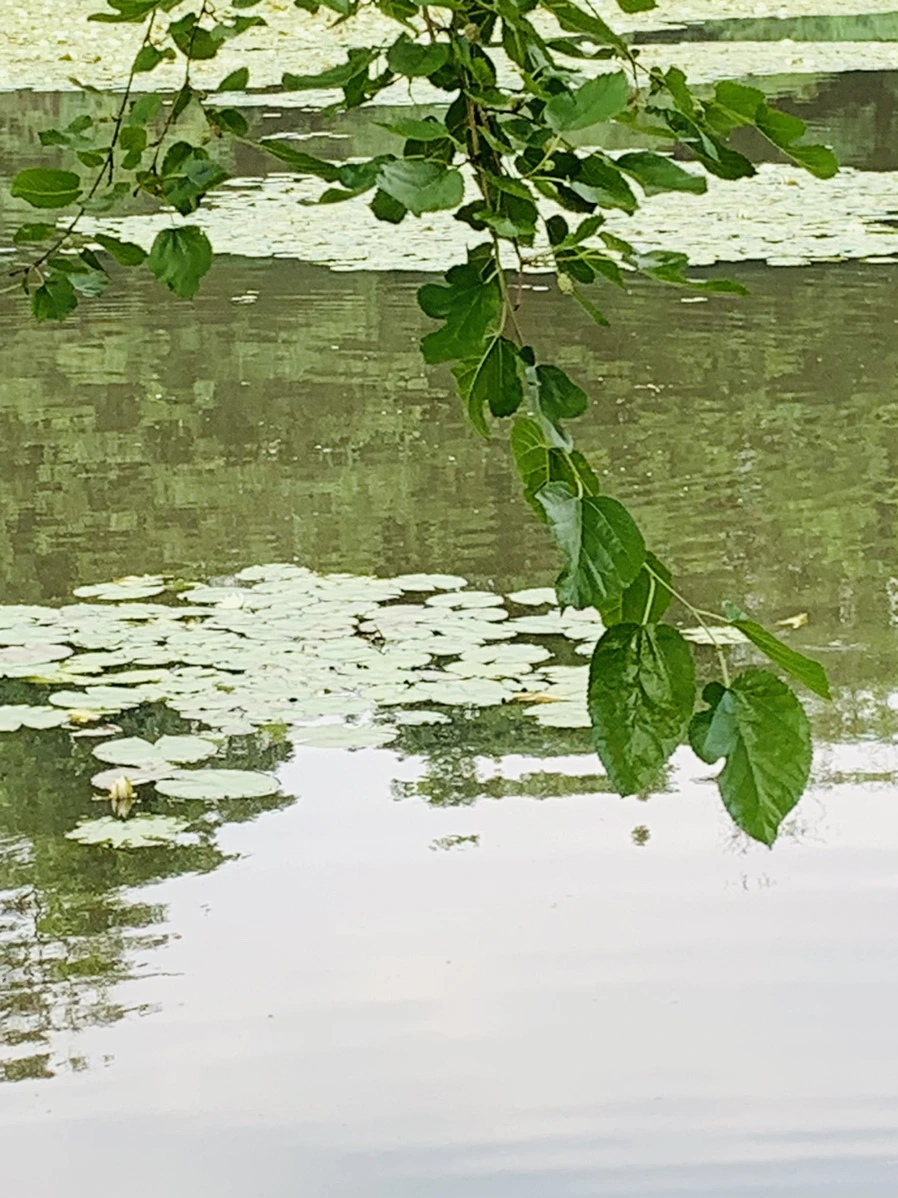 IMG_1553.jpg?type=w966