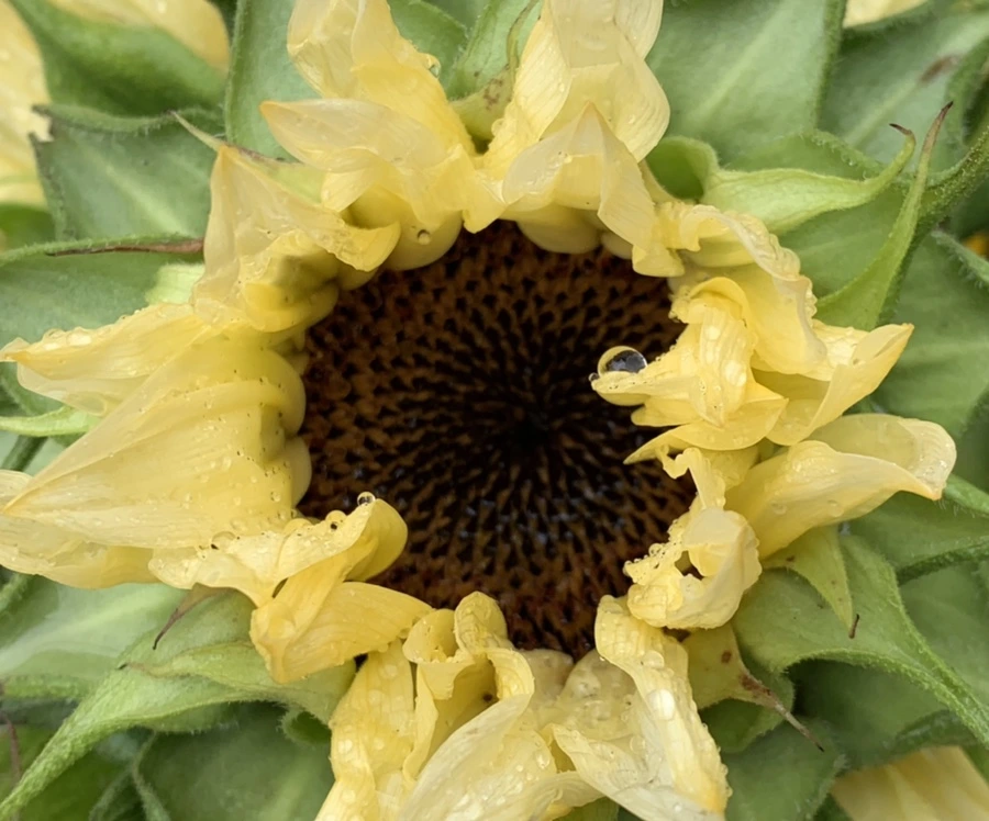 IMG_0273.jpg?type=w966