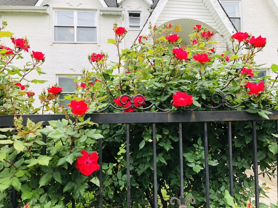 IMG_5287.jpg?type=w966