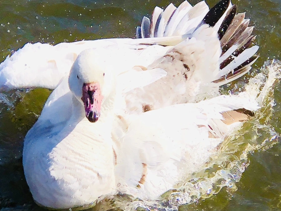 IMG_5373.jpg?type=w966