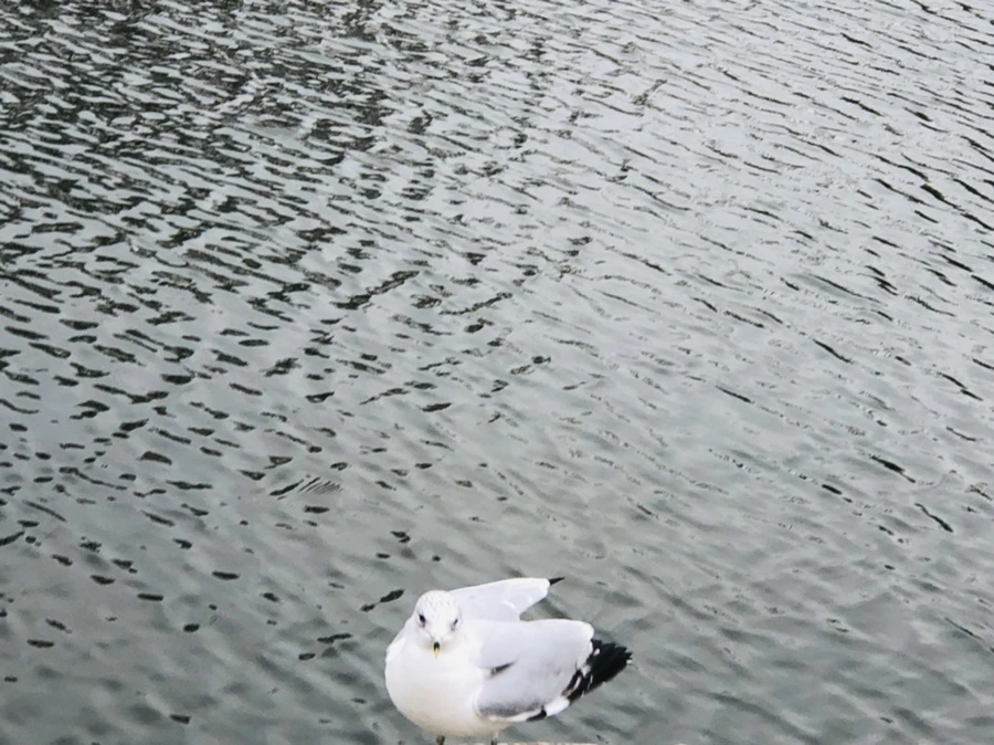 IMG_3302.jpg?type=w966