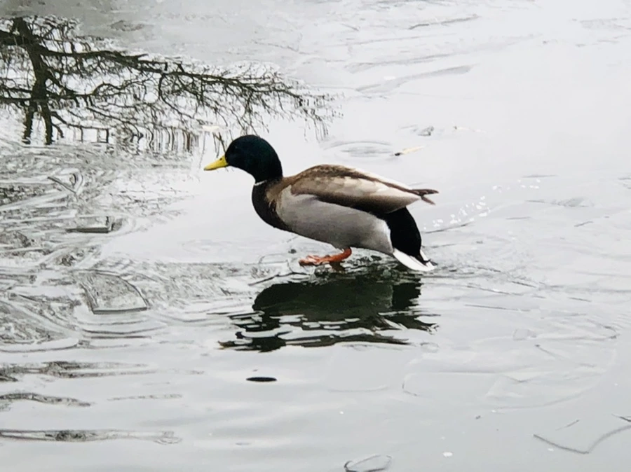 IMG_9009.jpg?type=w966