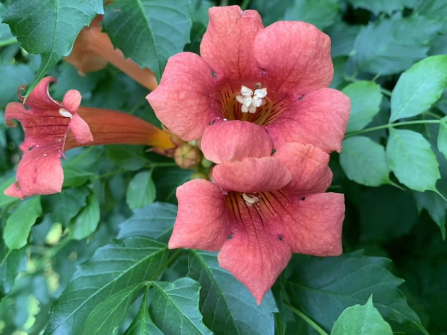 IMG_5833.jpg?type=w966