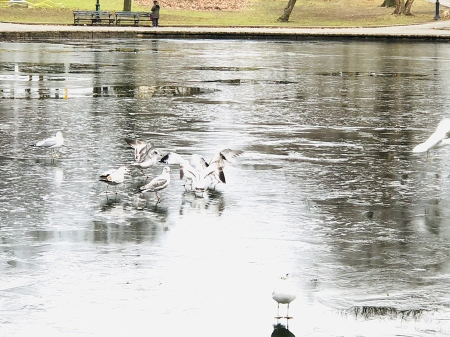 IMG_8950.jpg?type=w966