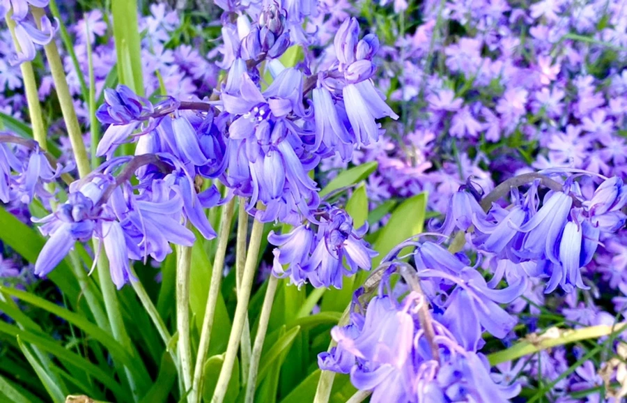 IMG_8226.jpg?type=w966