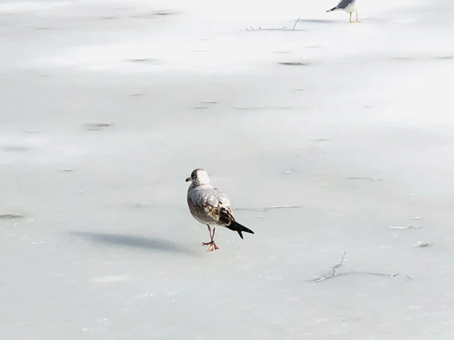 IMG_0159.jpg?type=w966