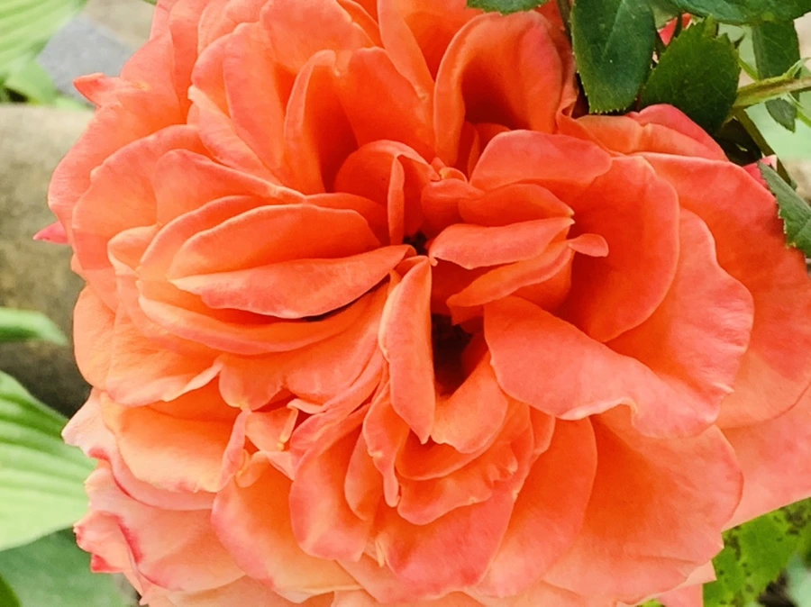 IMG_4499.jpg?type=w966