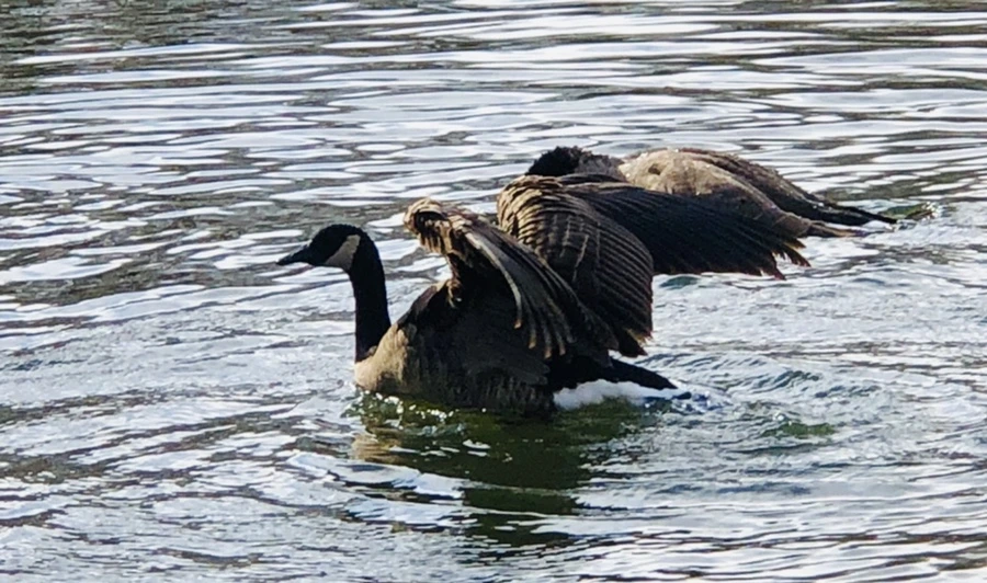 IMG_3607.jpg?type=w966