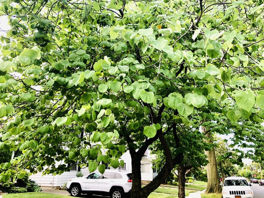 IMG_0828.jpg?type=w966