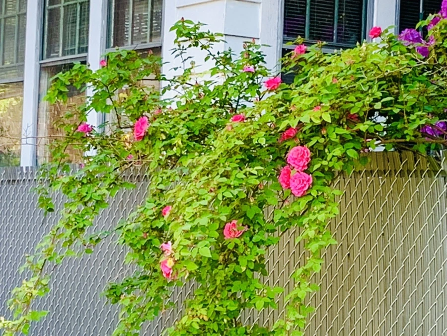 IMG_3554.jpg?type=w966