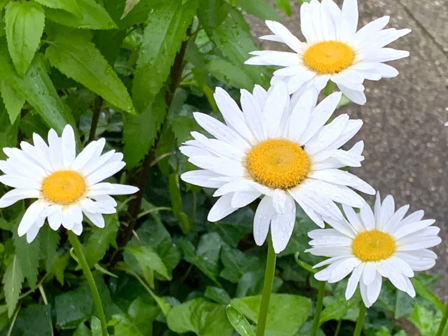 IMG_3493.jpg?type=w966