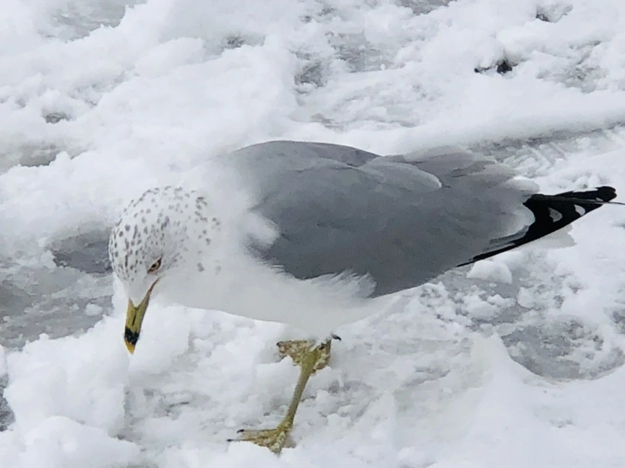 IMG_3803.jpg?type=w966