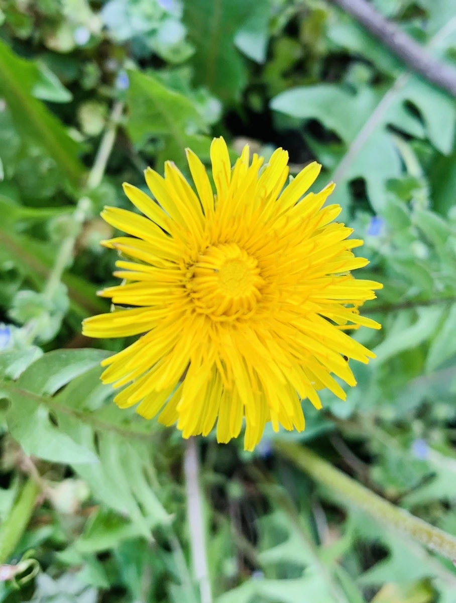 IMG_4531.jpg?type=w966