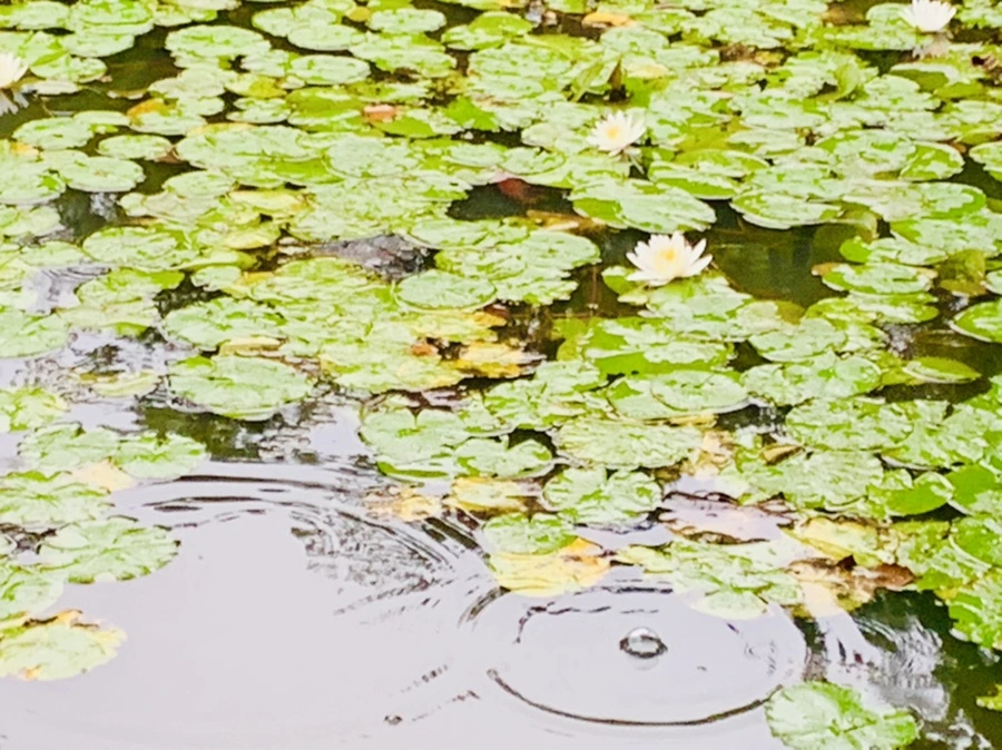 IMG_8365.jpg?type=w966