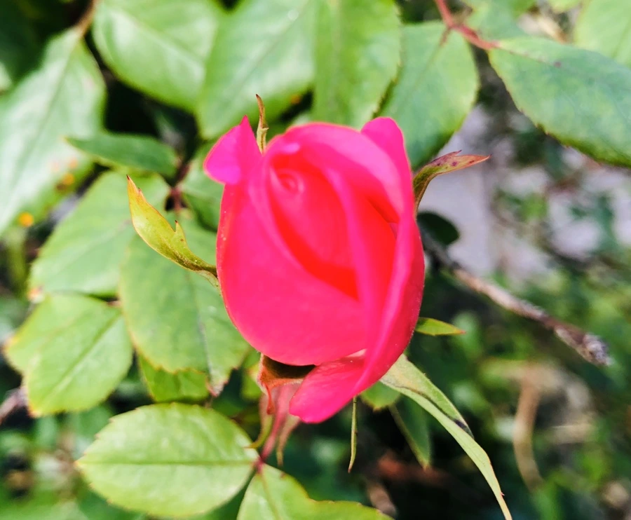 IMG_7301.jpg?type=w966