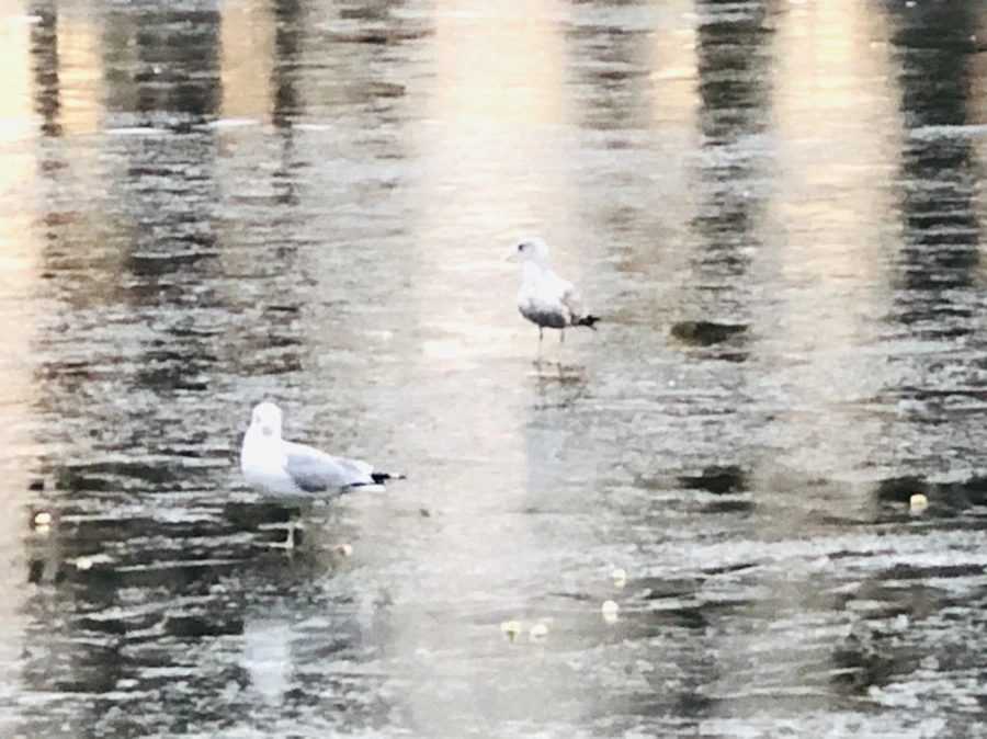 IMG_1963.jpg?type=w966