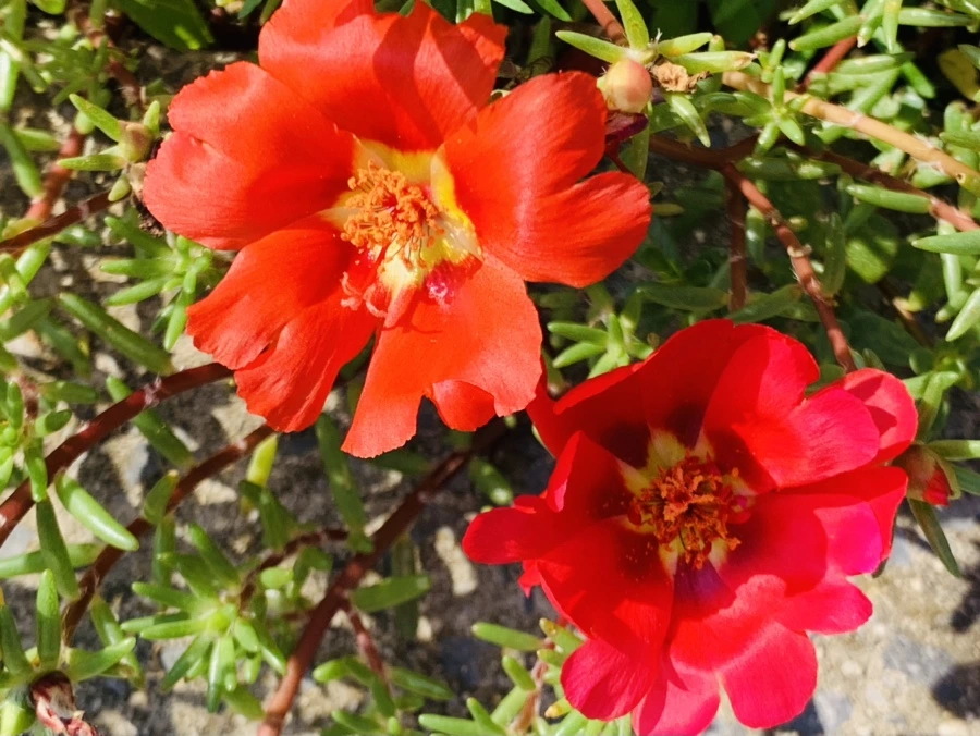 IMG_6721.jpg?type=w966