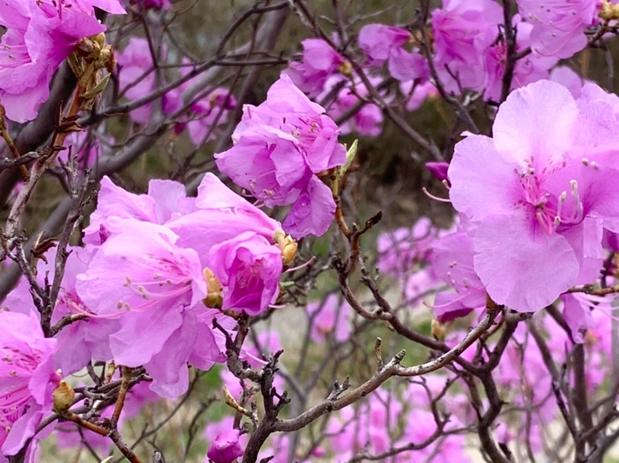 IMG_6764.jpg?type=w966