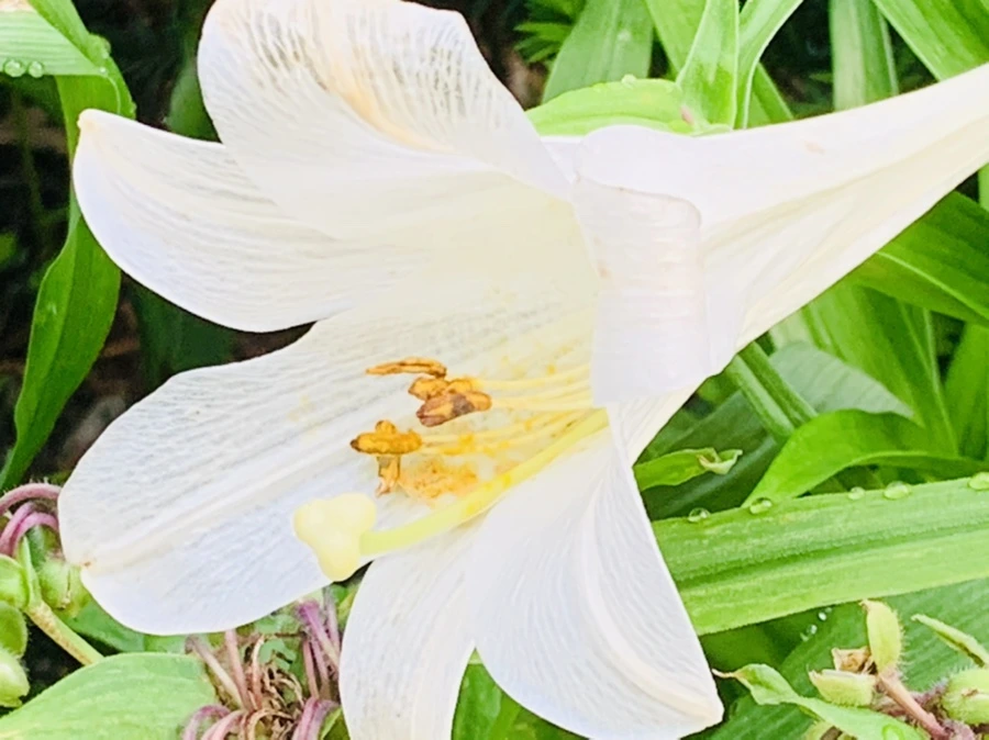 IMG_1029.jpg?type=w966