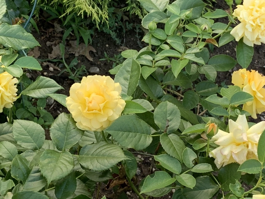 IMG_2961.jpg?type=w966