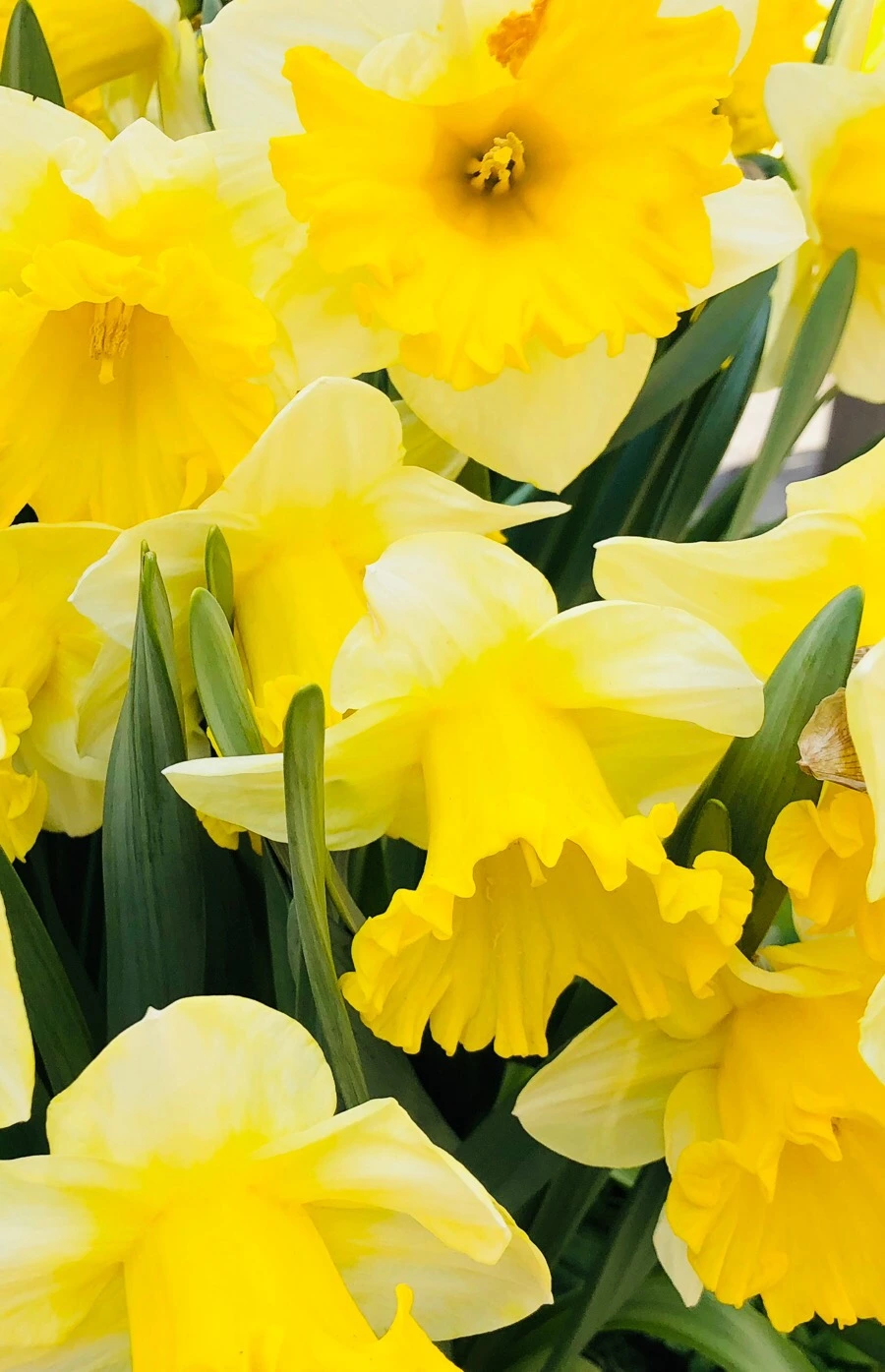 IMG_4378.jpg?type=w966