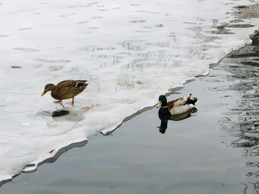 IMG_6278.jpg?type=w966