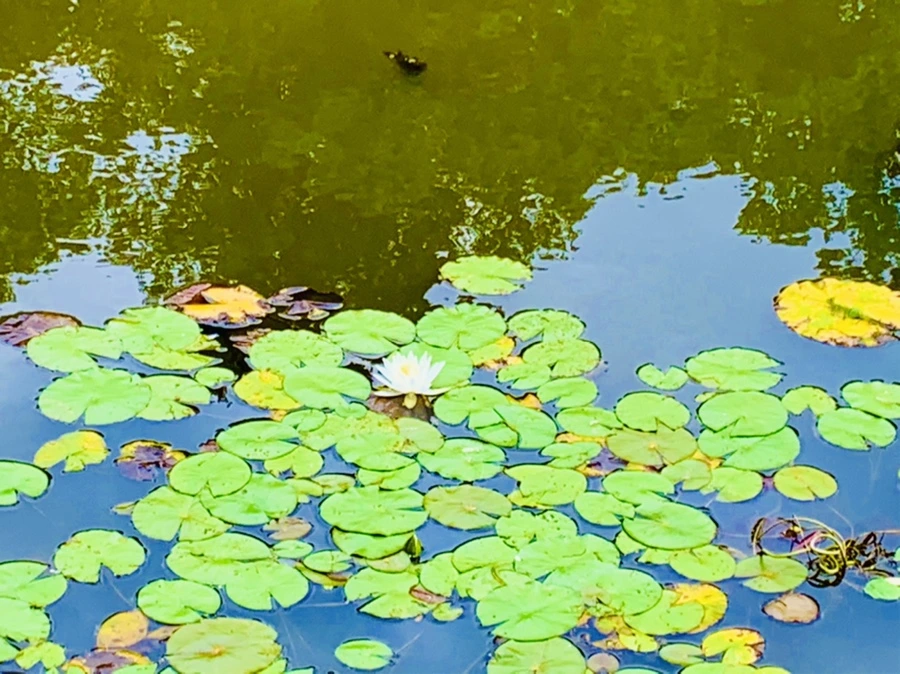 IMG_5132.jpg?type=w966