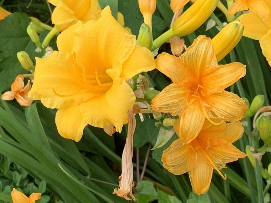 IMG_6019.jpg?type=w966