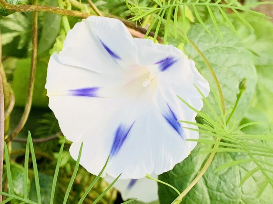 IMG_7049.jpg?type=w966