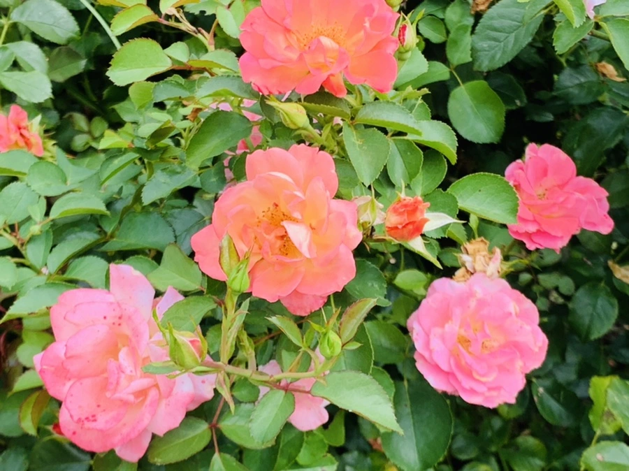 IMG_5046.jpg?type=w966