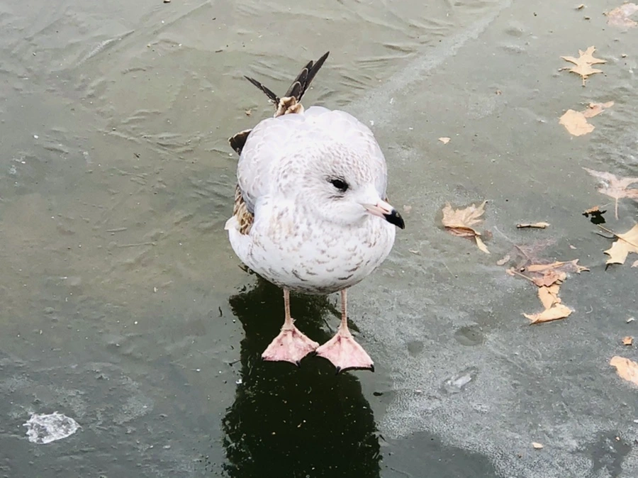 IMG_8636.jpg?type=w966