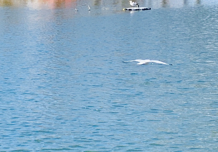 IMG_9357.jpg?type=w966