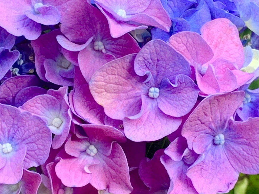 IMG_1038.jpg?type=w966