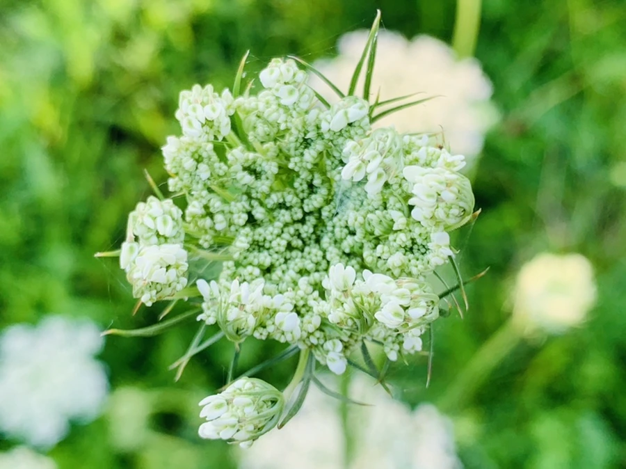 IMG_5875.jpg?type=w966