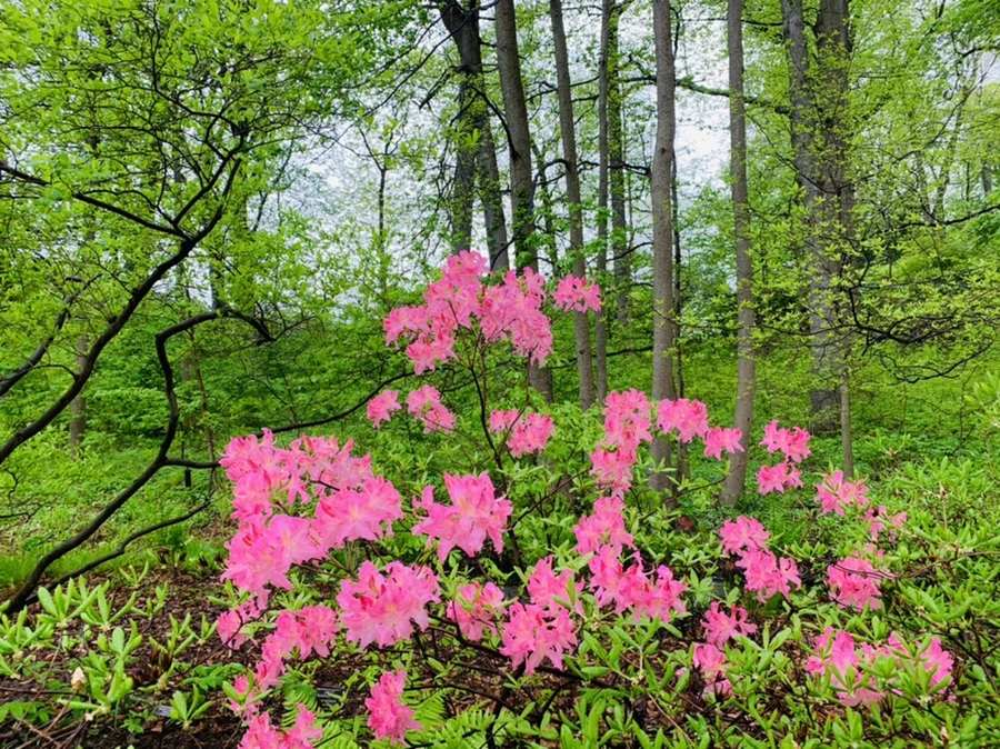 IMG_9917.jpg?type=w966