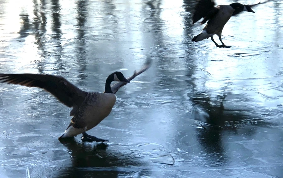 IMG_4976.jpg?type=w966