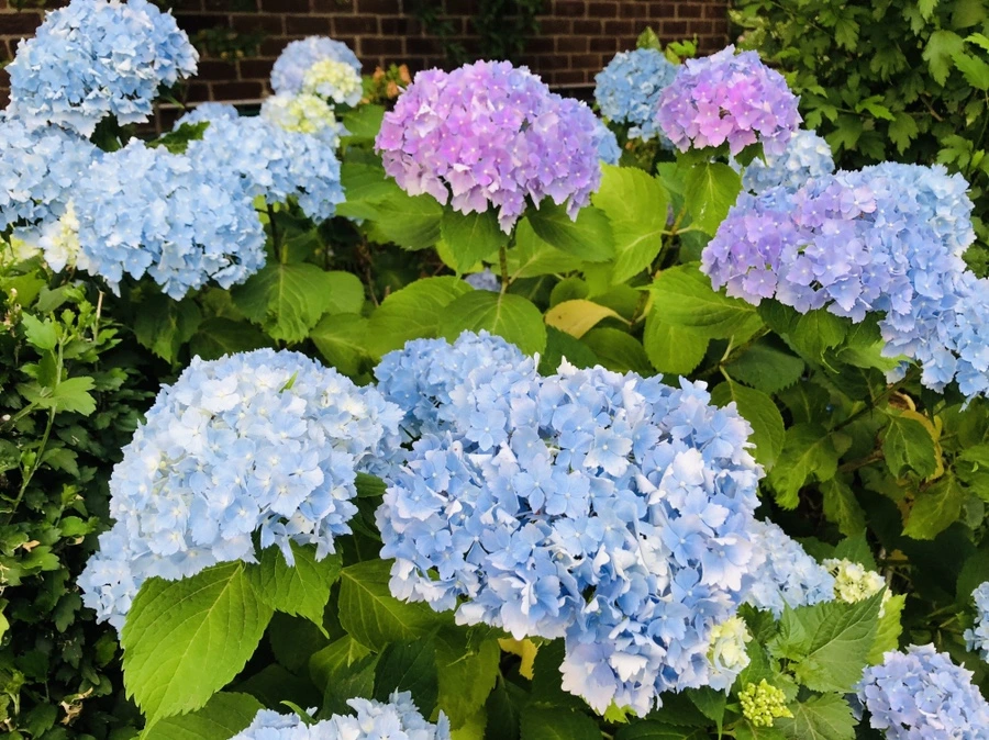 IMG_0404.jpg?type=w966