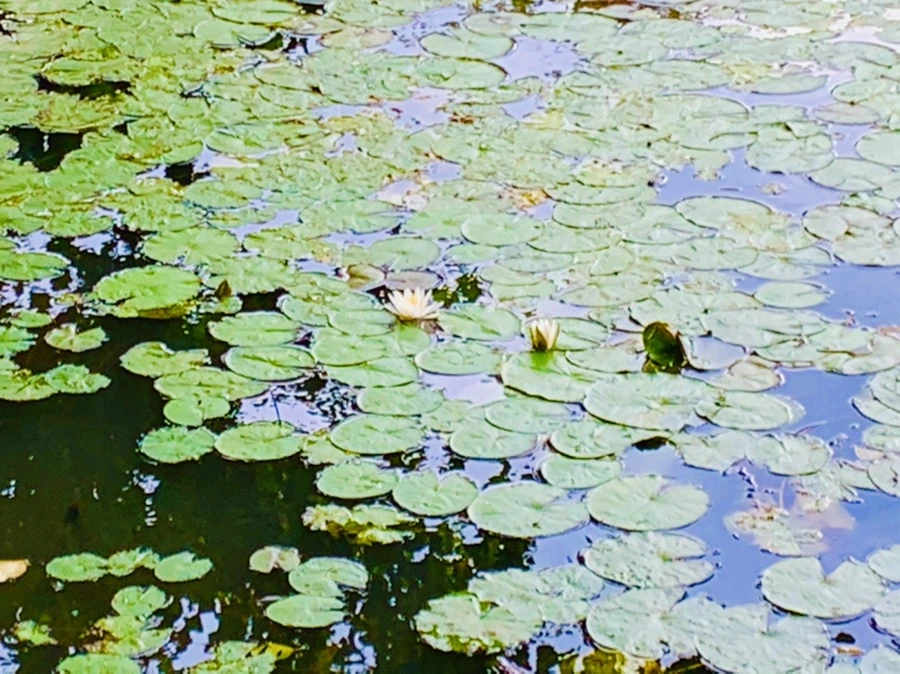 IMG_5251.jpg?type=w966