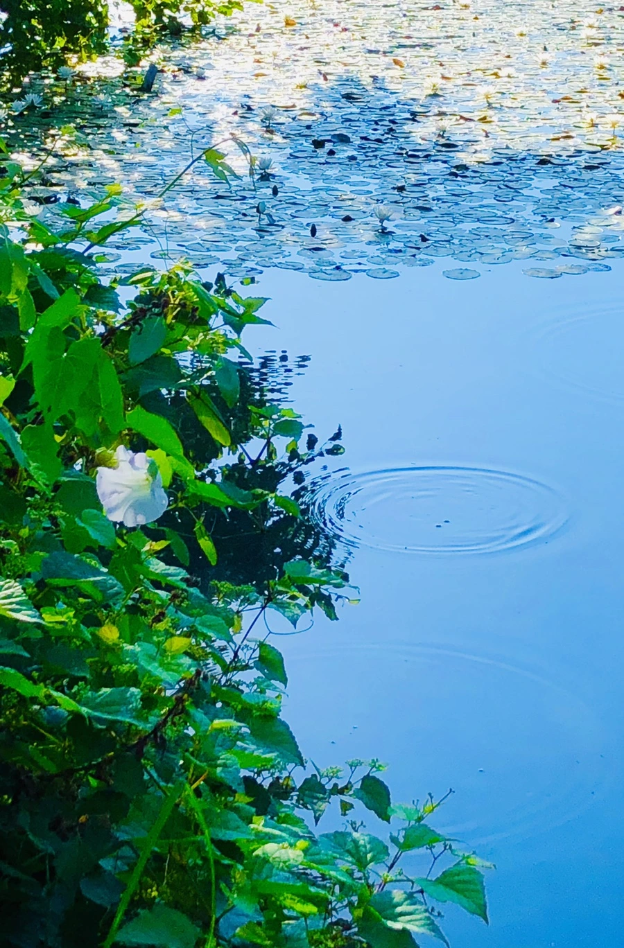 IMG_3945.jpg?type=w966