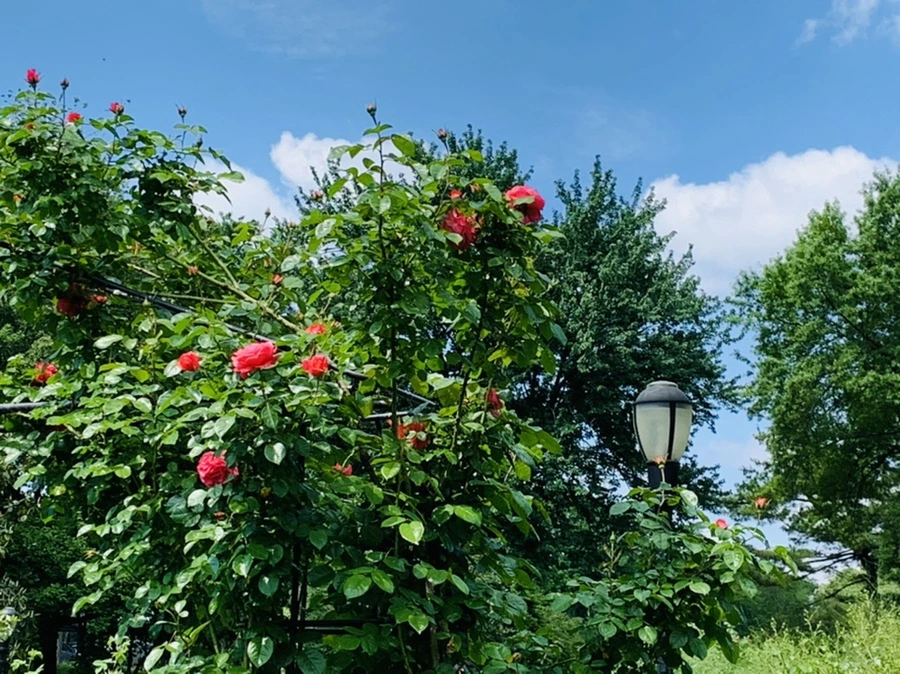 IMG_5801.jpg?type=w966