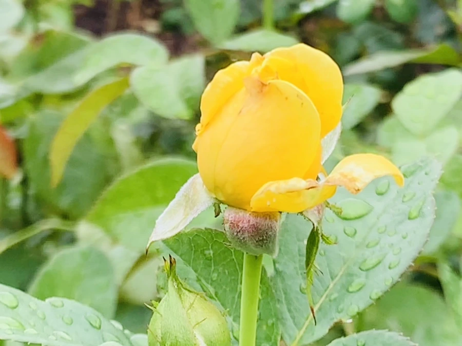 IMG_0961.jpg?type=w966